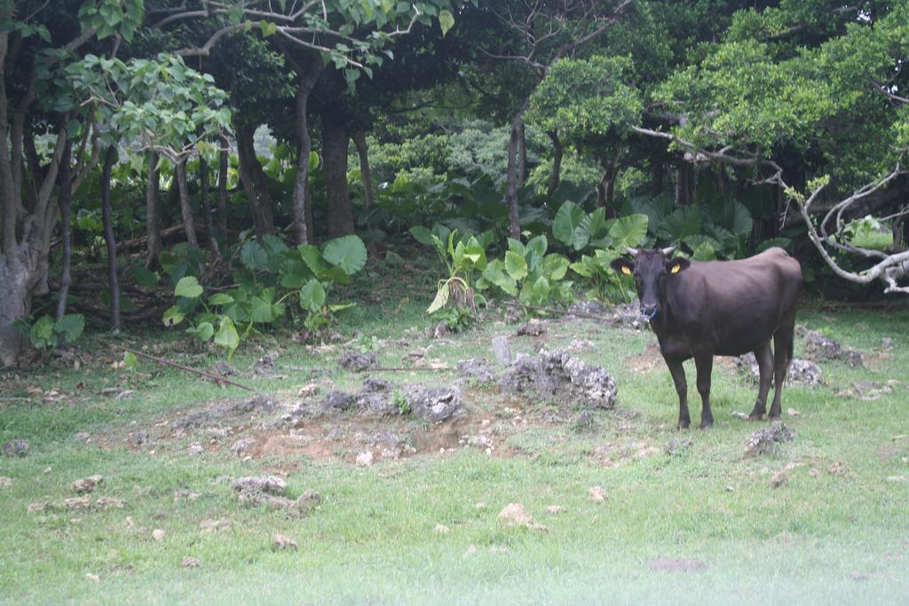 Cottage Blue Kabira Ishigaki  Ngoại thất bức ảnh